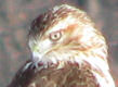 This juvenile Red-Tailed Hawk was a visitor to MCRCF Field